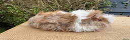 Guinea Pig rodents for sale: Lunkarya guinea pigs - Advert 11