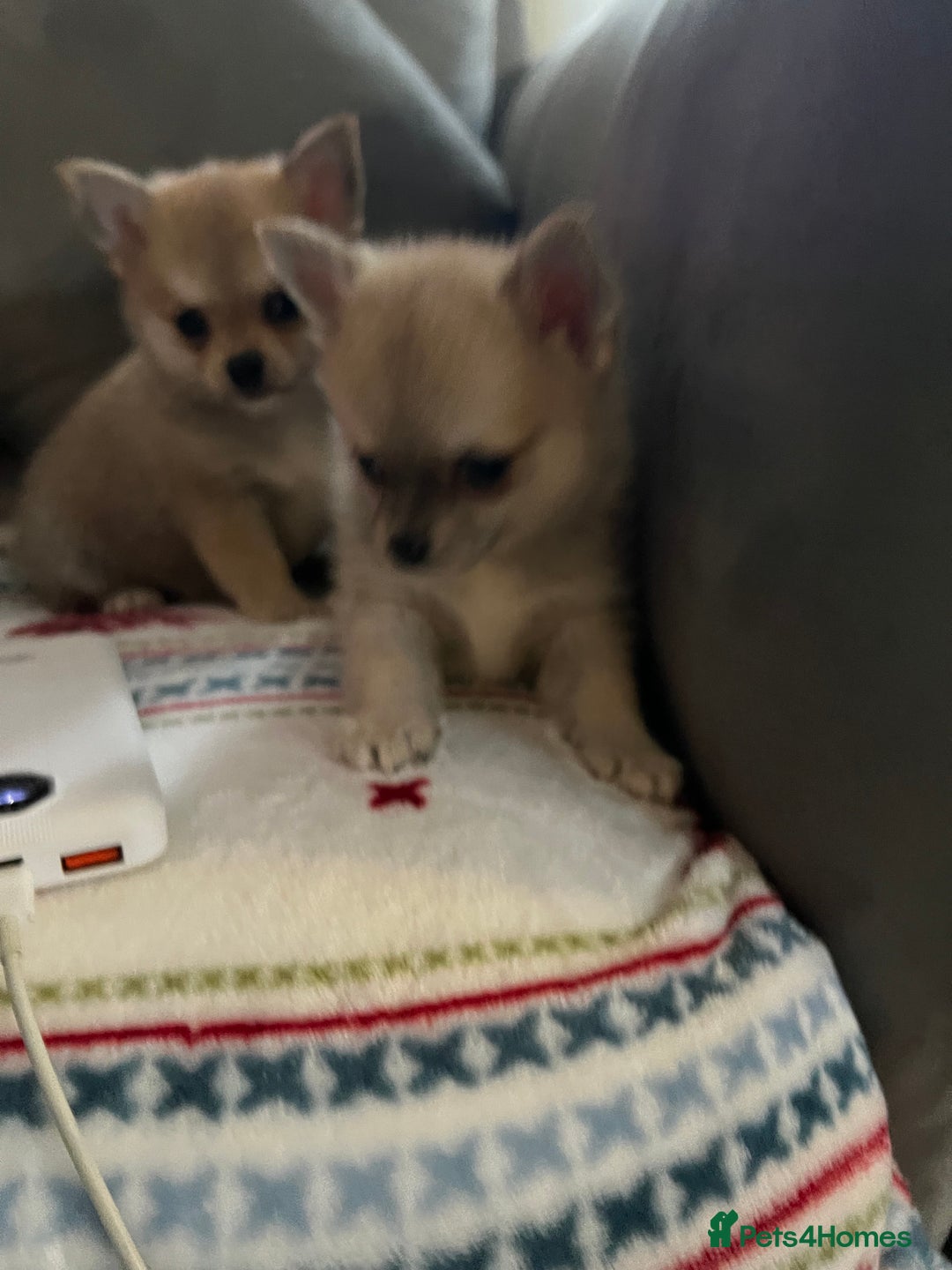 Pomchi dogs for sale: Pomchil  - Advert 5