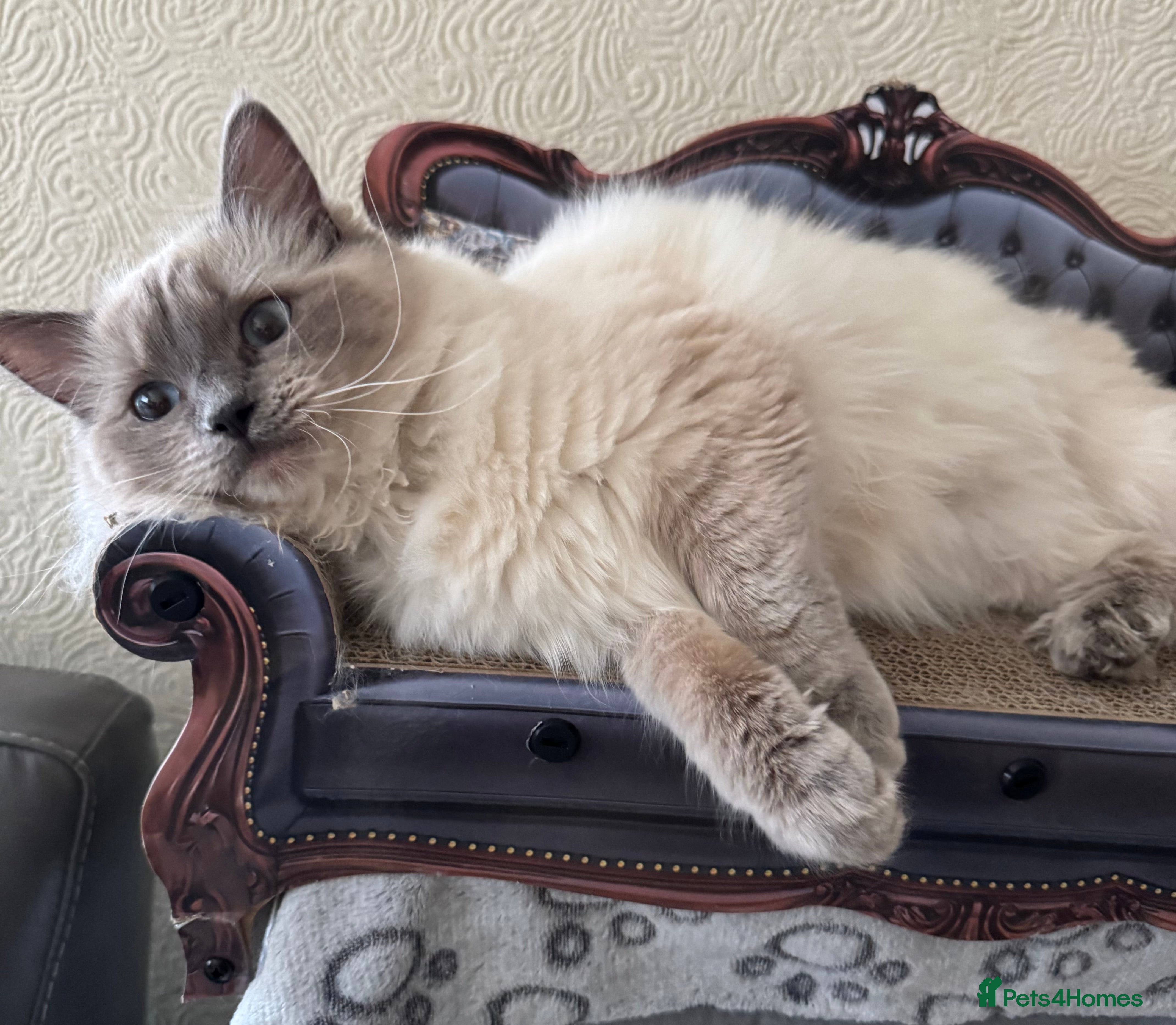 Ragdoll cats Stunning ACTIVE ragdoll - Advert 6