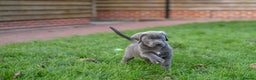 Cane Corso dogs for sale: Elite cane corso puppies  - Advert 28