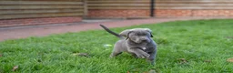 Cane Corso dogs for sale: Elite cane corso puppies  - Advert 28