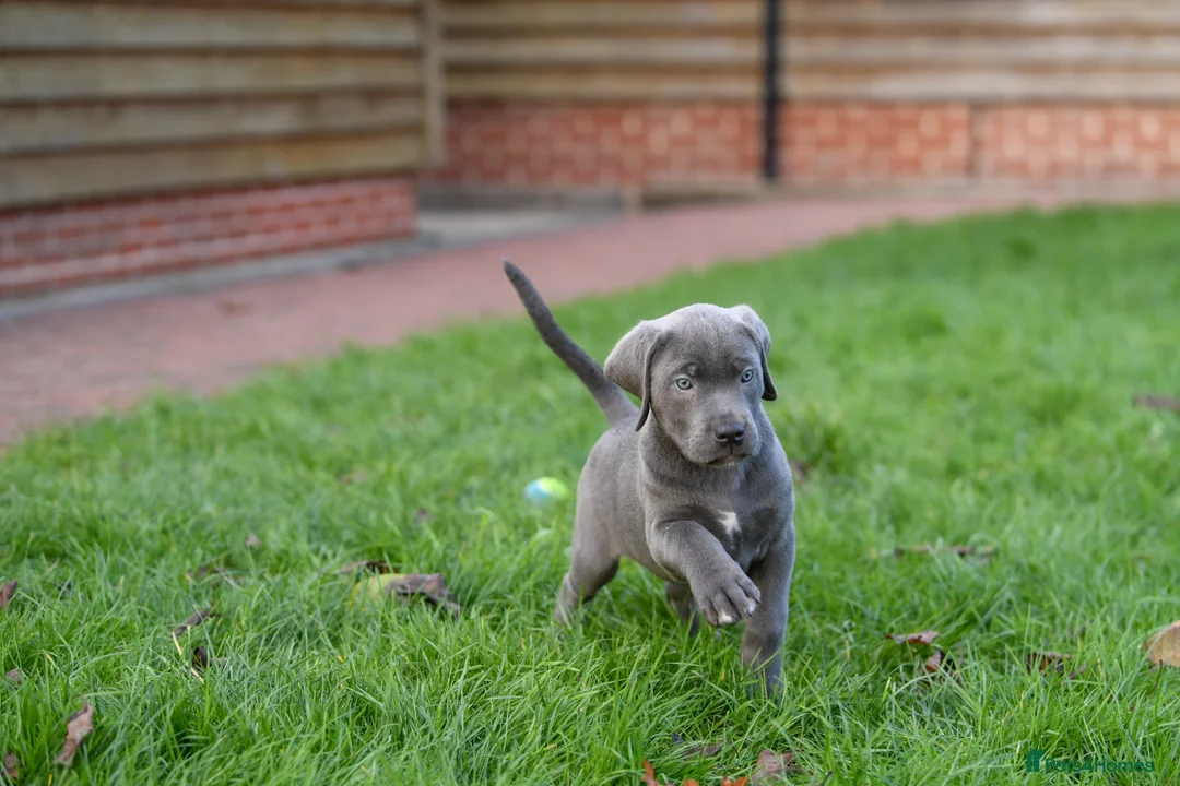 Cane Corso dogs for sale: Elite cane corso puppies  - Advert 28