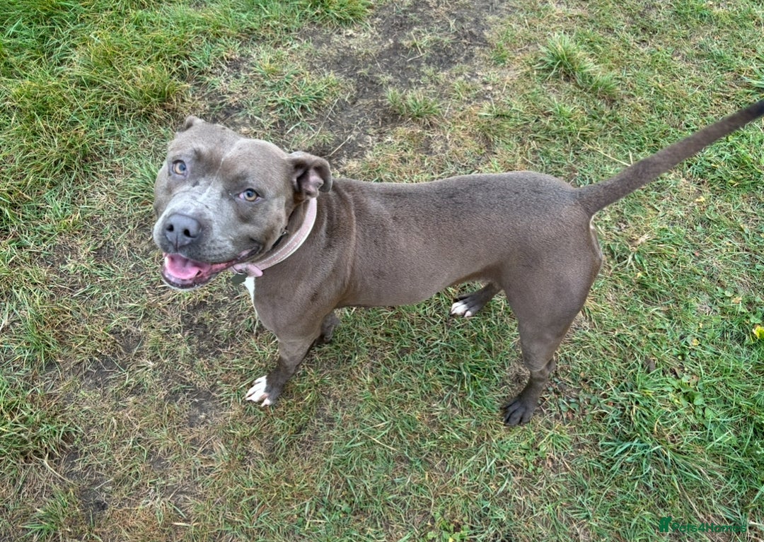 Staffordshire Bull Terrier dogs for sale: Quality Blue Health Tested  - Advert 8