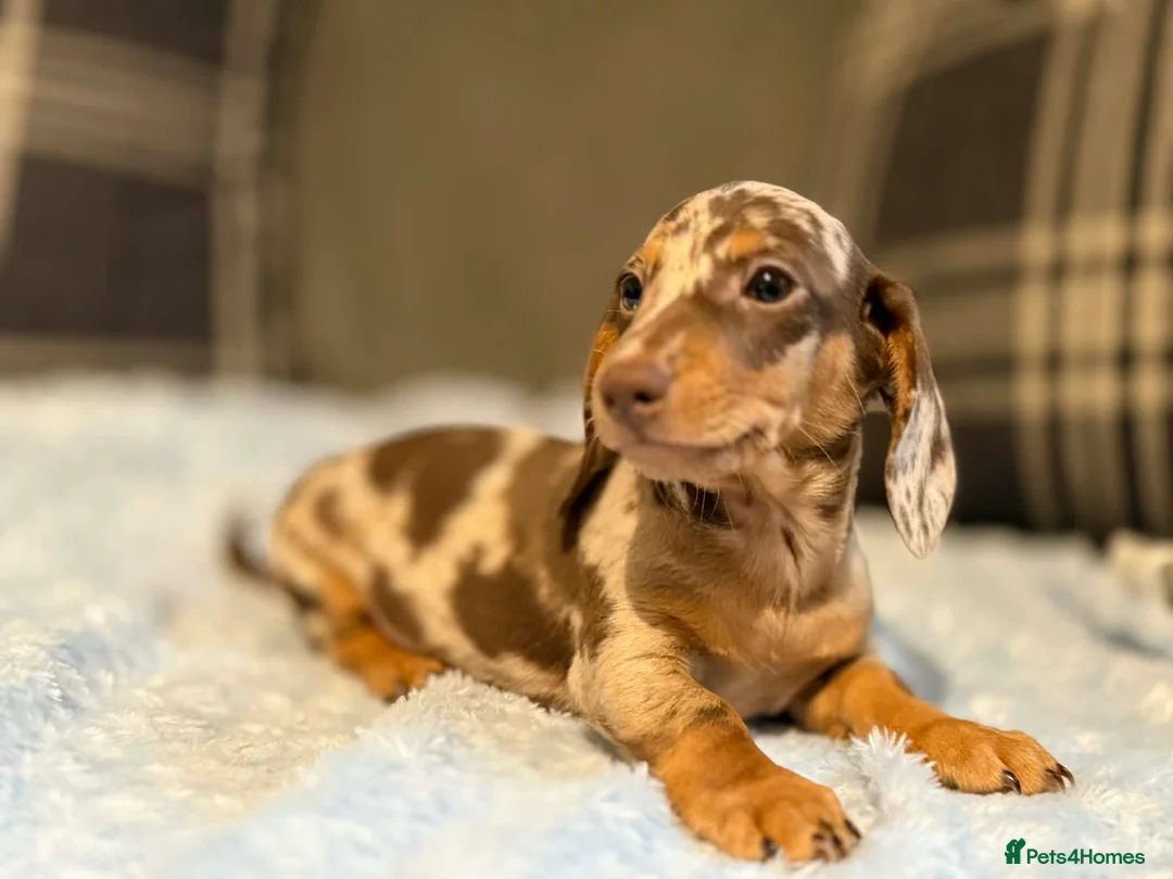 Miniature Dachshund dogs for sale: 3 puppies ready to leave  - Advert 1