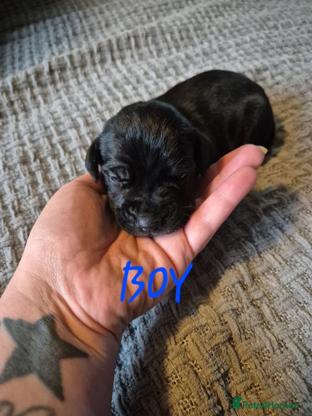 Cane Corso dogs for sale: Cane corso puppies - Advert 7