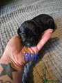 Cane Corso Puppy 2