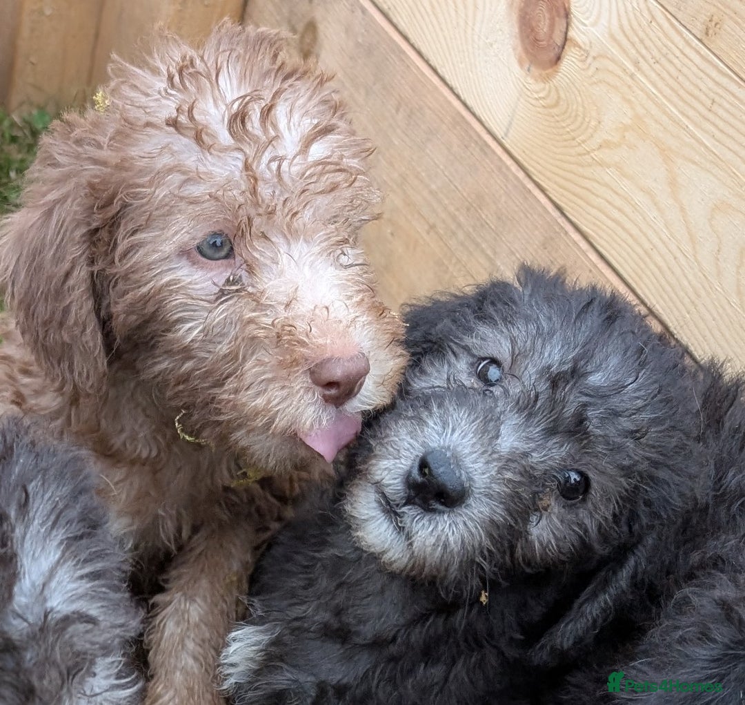 Bedlington Terrier dogs for sale: Bedlington terriers - working stock - Image 23