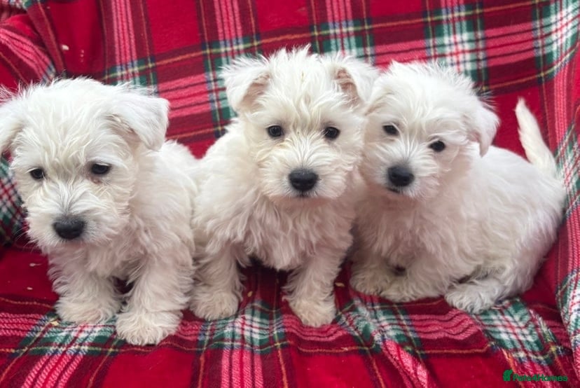 West Highland Terrier dogs STUNNING WEST HIGHLAND PUPPIES DNA TESTED - Advert 6