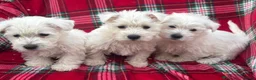 West Highland Terrier dogs for sale: STUNNING WEST HIGHLAND PUPPIES DNA TESTED in Manchester - Advert 1