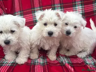 West Highland Terrier dogs STUNNING WEST HIGHLAND PUPPIES DNA TESTED - Advert 6