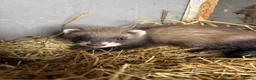 Ferret rodents for sale: Hobs ferrets male ferrets - Advert 2