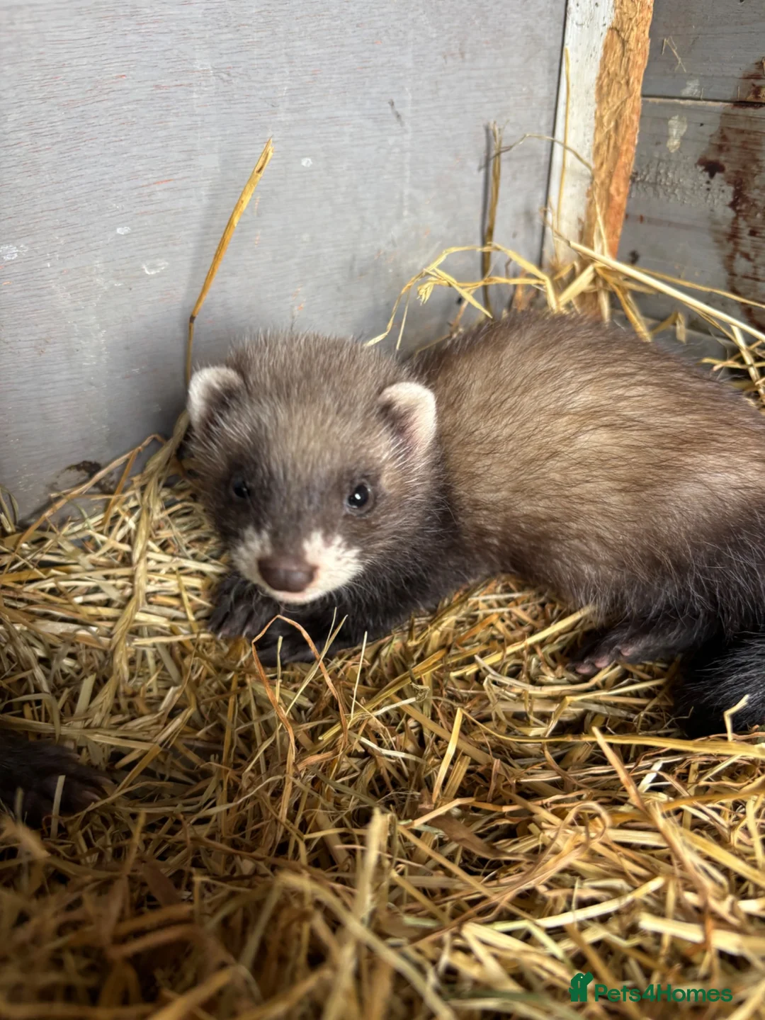 Ferret rodents for sale: Hobs ferrets male ferrets - Advert 2