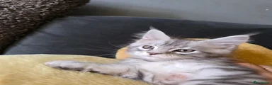 Maine Coon 1