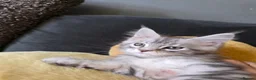 Maine Coon cats for sale: Stunning Maine Coon Kittens Available - Advert 8