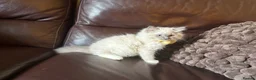 Ragdoll cats for sale: Beautiful Lilac Mitted Colourpoint Ragdoll Kittens - Advert 8