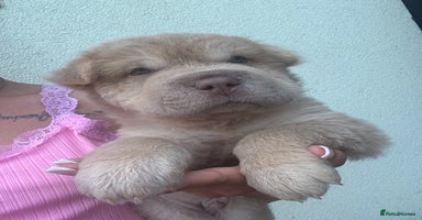 Shar Pei dogs - Advert 9