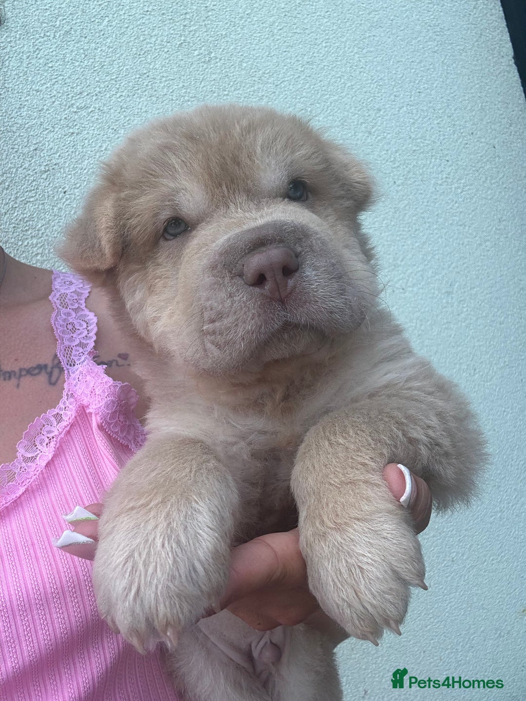 Shar Pei dogs for sale: STUNNING QUALITY PUREBRED SHAR PEI PUPS - Image 2