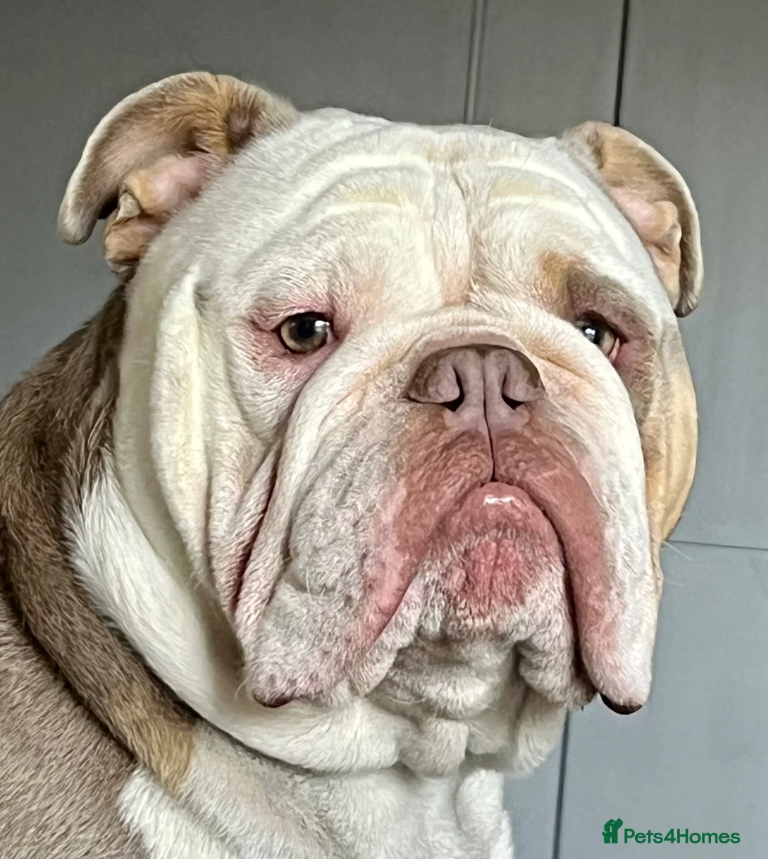 English Bulldog dogs for sale: English Bulldog for rehoming - Advert 26