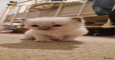 Ragdoll cats - Advert 3