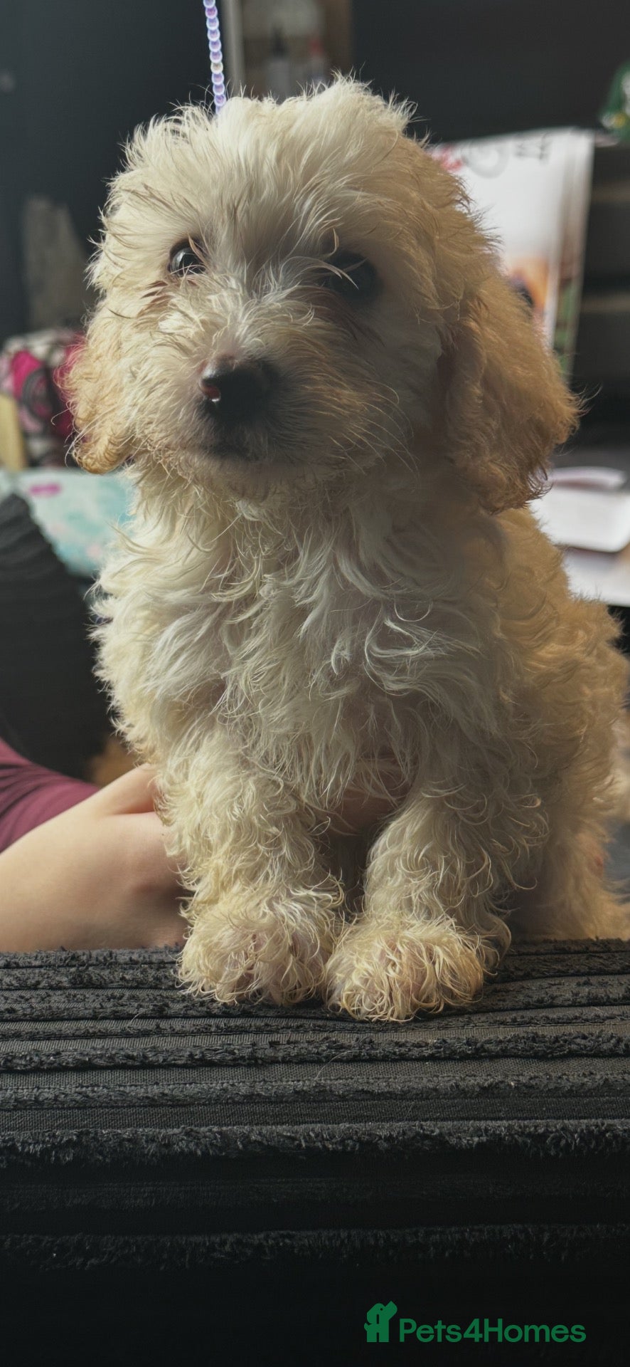 Labradoodle dogs F1b miniature labradoodle  - Advert 1