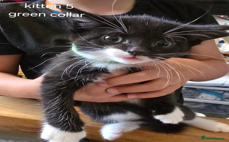 Domestic Shorthair cats - Advert 2