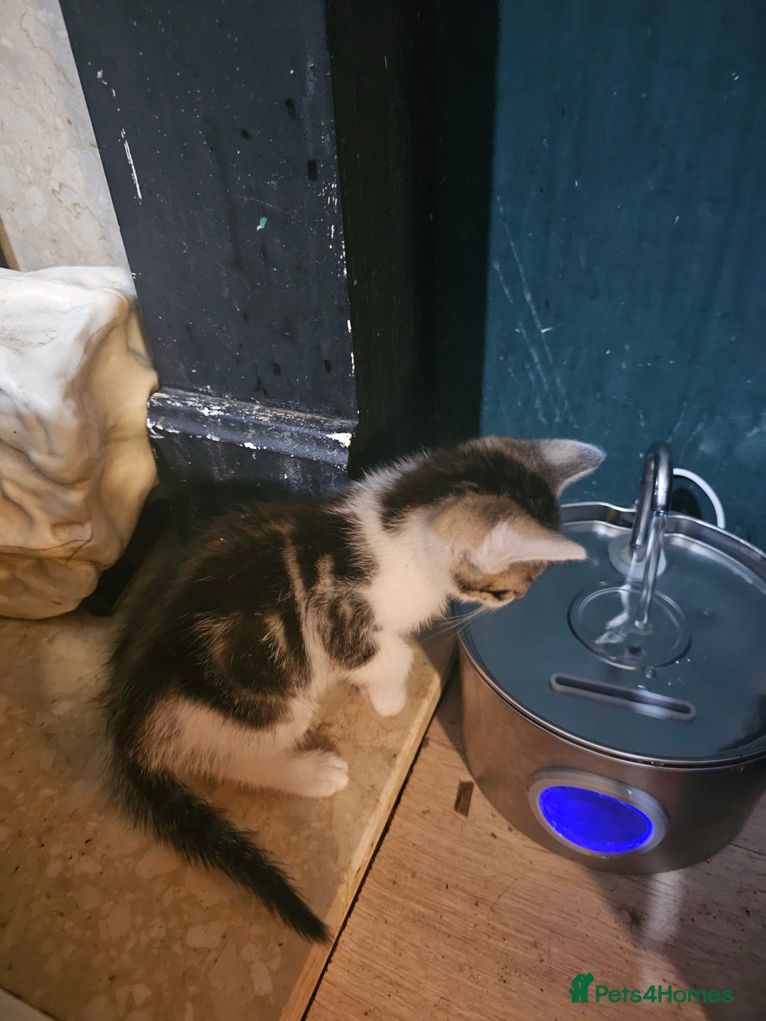 Mixed Breed cats for sale: Adorable kittens for sale - Advert 24