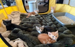 Mixed Breed cats for sale: 5 beautiful kittens looking for a lovely home - Advert 2