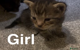 Mixed Breed cats for sale: Beautiful kittens - Image 3