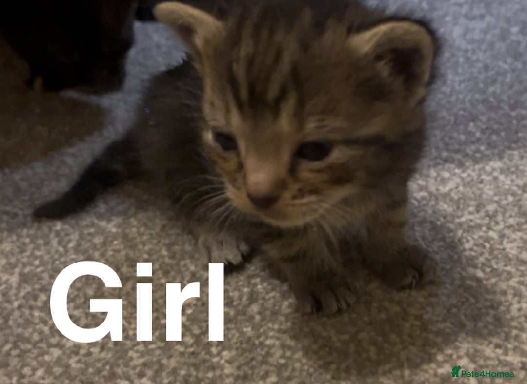 Mixed Breed cats for sale: Beautiful kittens - Image 3