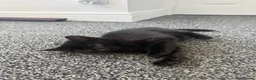 Mixed Breed cats for sale: Lovely Kittens for Sale - Advert 4