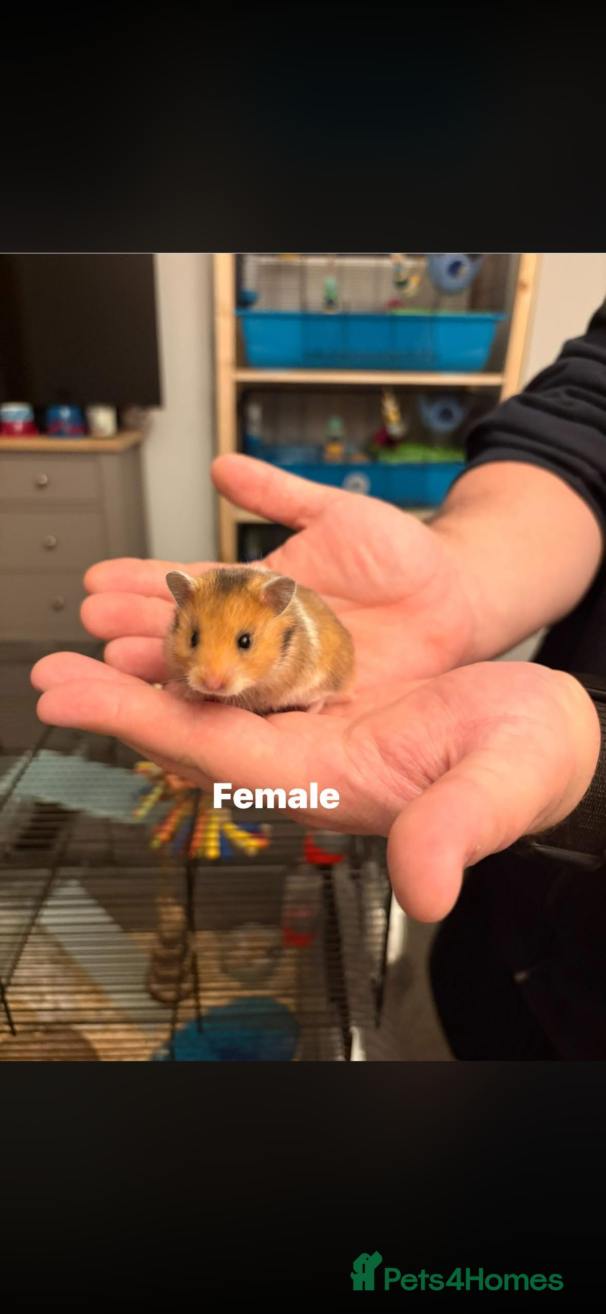 Hamster rodents Syrian Hamsters - Advert 2