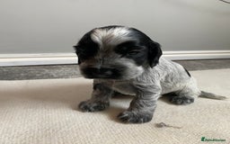 Cocker Spaniel dogs for sale: Beautiful cocker spaniel puppies  - Image 5