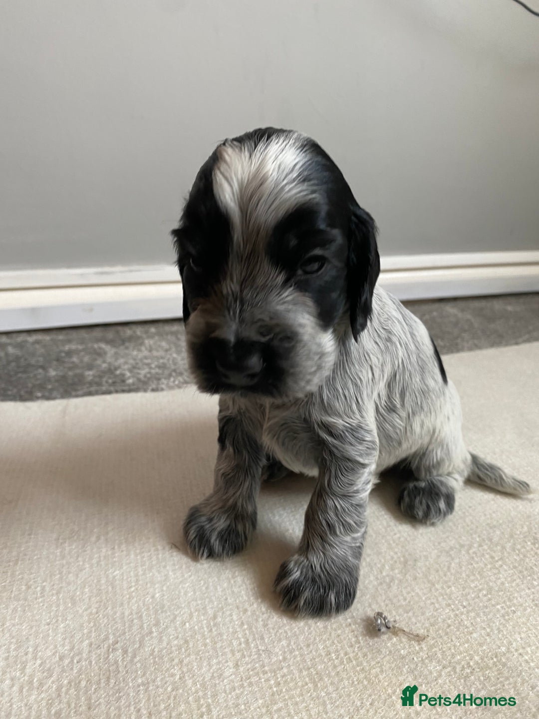 Cocker Spaniel dogs for sale: Beautiful cocker spaniel puppies  - Image 5