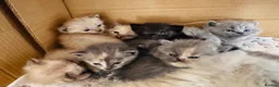 Siamese cats for sale: Beautiful Siamese x Persian kittens ready to go - Advert 5