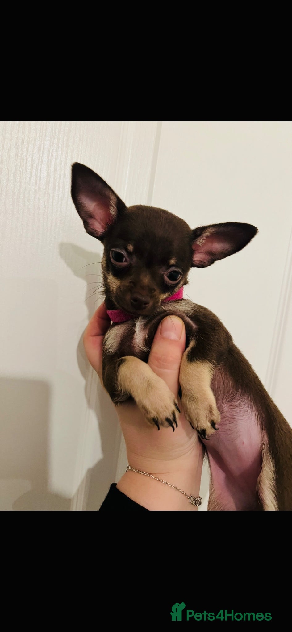 Chihuahua dogs Beautiful chocolate and tan tiny girl - Advert 4