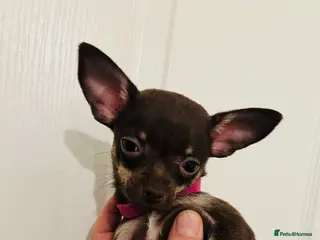 Chihuahua dogs Beautiful chocolate and tan tiny girl - Advert 4