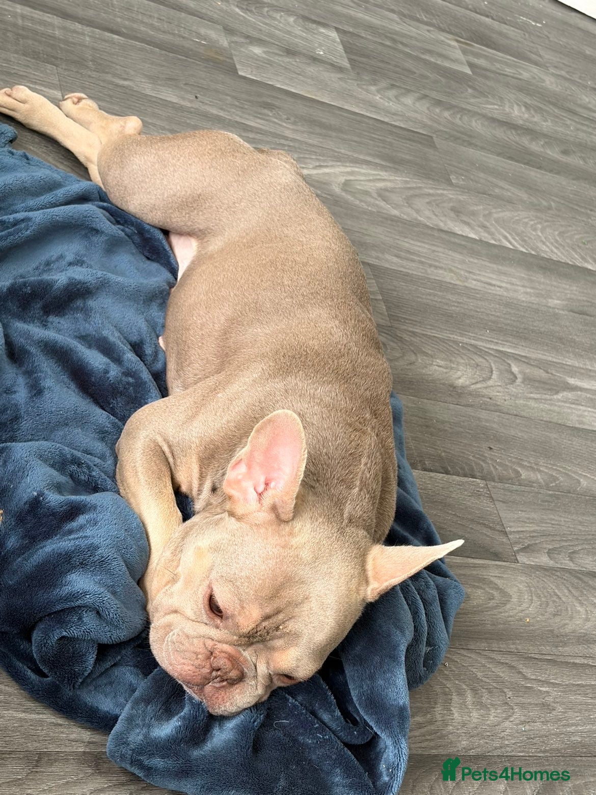 French Bulldog dogs Female Frenchie  - Advert 1
