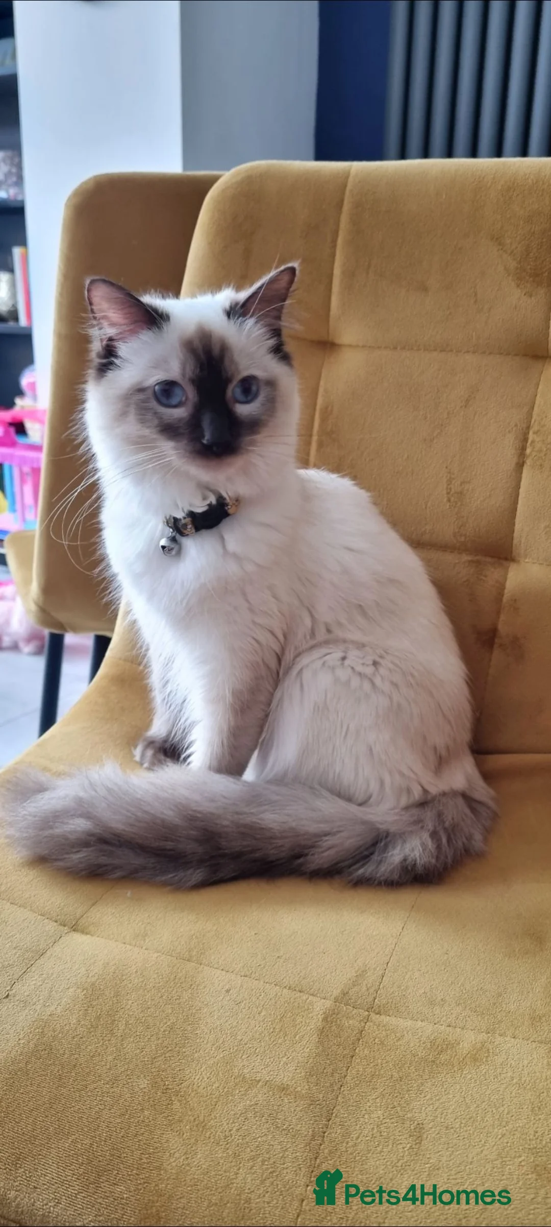 Ragdoll cats for sale: Gorgeous litter of Purebred Ragdoll kittens in London - Advert 1