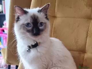 Ragdoll cats Gorgeous litter of Ragdoll kittens now £550! - Advert 1