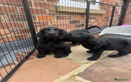 Flat coated Retriever dogs for sale: *2 Males* KC from working health tested parents - Image 4