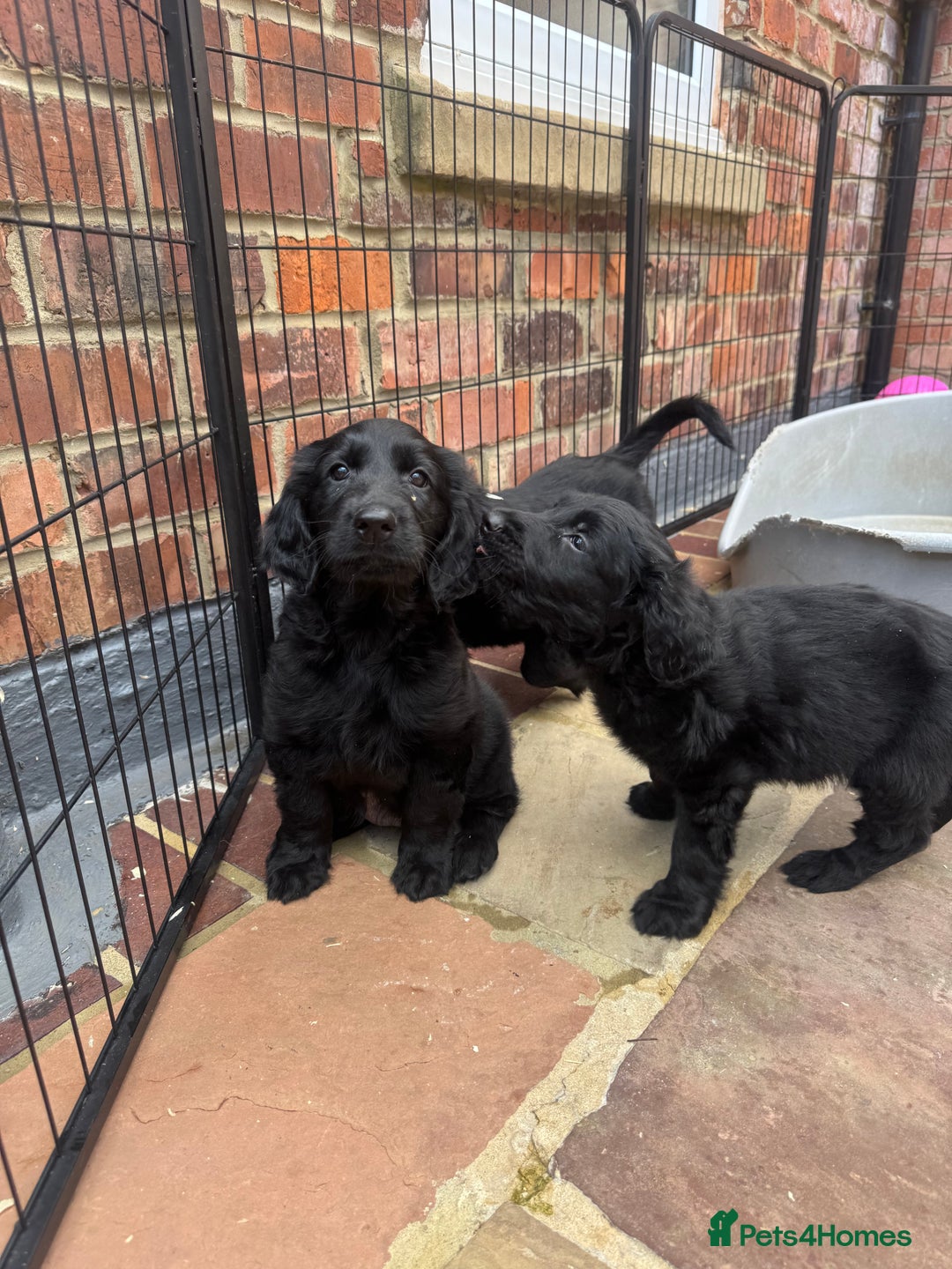 Flat coated Retriever dogs for sale: *2 Males* KC from working health tested parents - Image 4
