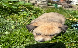 Pomsky dogs for sale: Adorable Blue Eyed 🐾 Long Eared Pomskies  - Image 10
