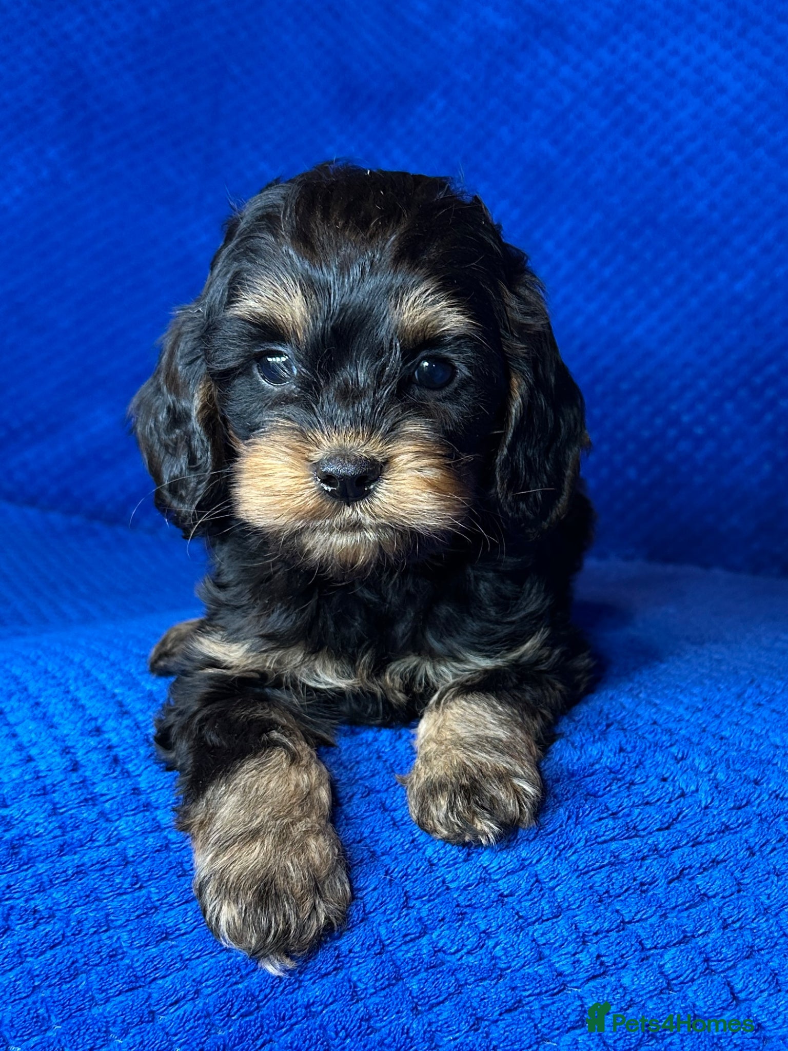 Cavapoo dogs Stunning Cavapoo Puppies - DNA tested parents - Advert 1