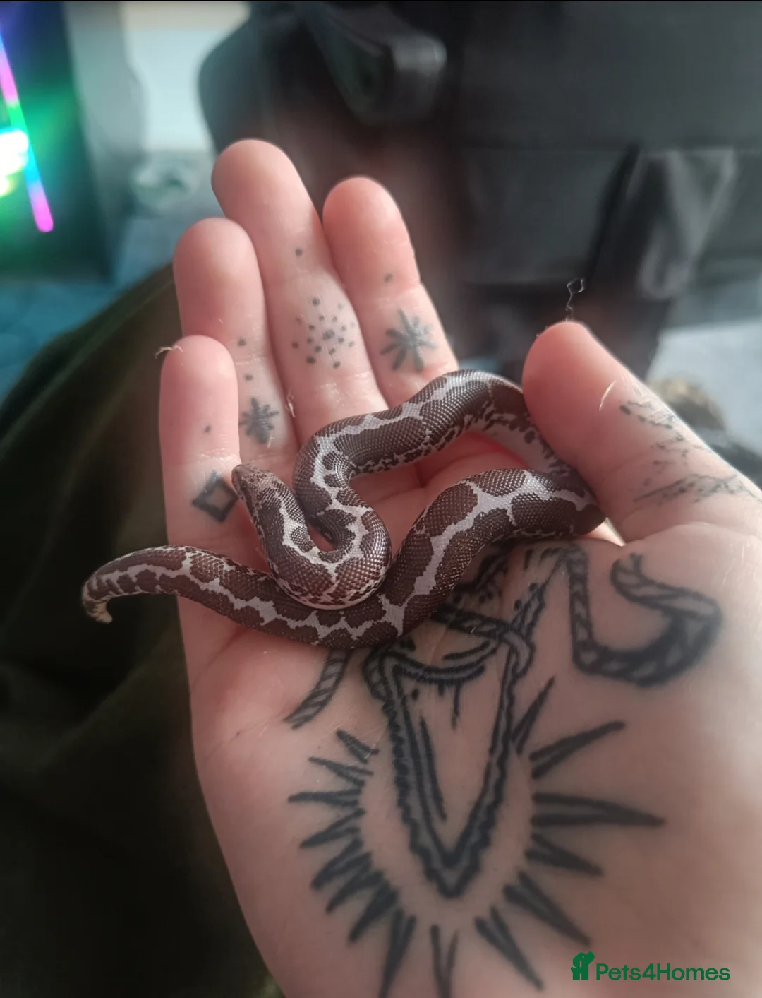 Mixed Breed reptiles for sale: Separate/together full setups included  - Advert 3