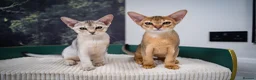 Abyssinian cats for sale: Stunning Wild Ruddy Abyssinian|TICA|Super friendly - Advert 16