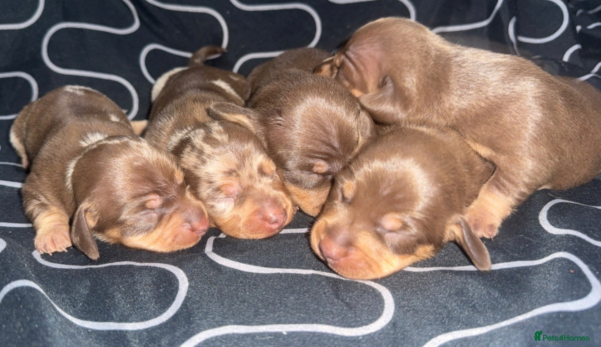 Miniature Dachshund dogs Miniature dachshund puppies 3girls 2boys  - Advert 16