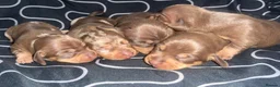 Miniature Dachshund dogs for sale: Miniature short-haired dachshunds (1 girl left) - Advert 8