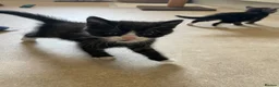 Mixed Breed cats for sale: Adorable Kittens in Lymington - Advert 9