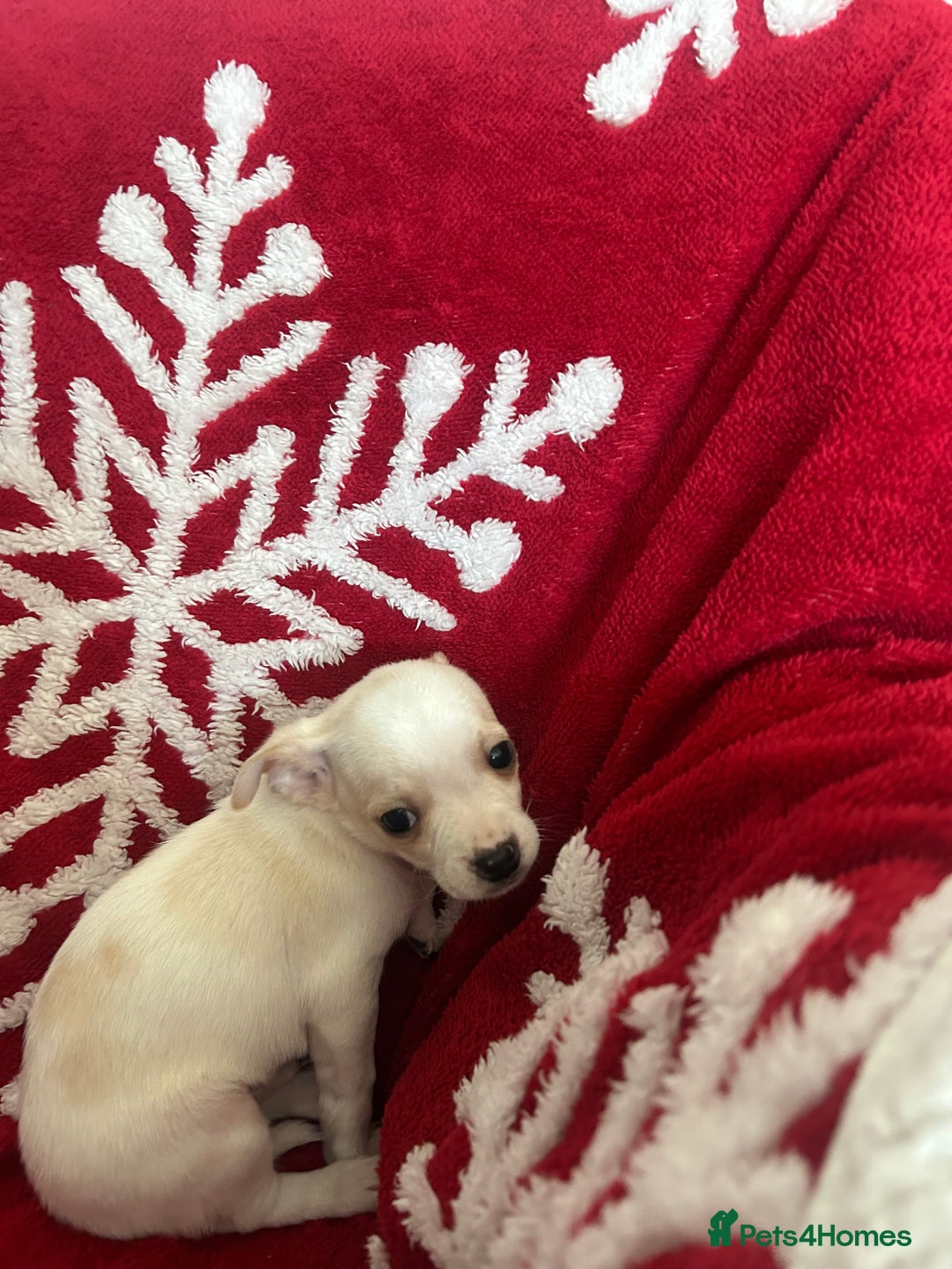 Mixed Breed dogs for sale: Jack chi  - Advert 5