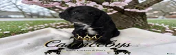 Cockapoo dogs for sale: READY NOW- DNA CLEAR F1 miniature cockapoos - Advert 5